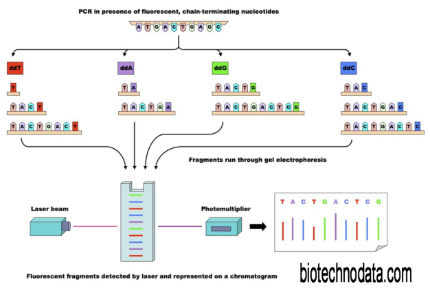 Method of DNA Sequencing (Sanger-Sequencing) – Bio Techno Data