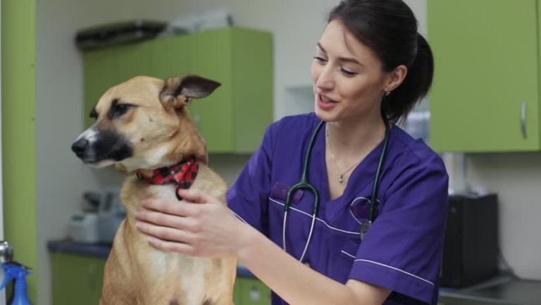 Effective Pain Management: Giving Your Pet the Best Life Possible