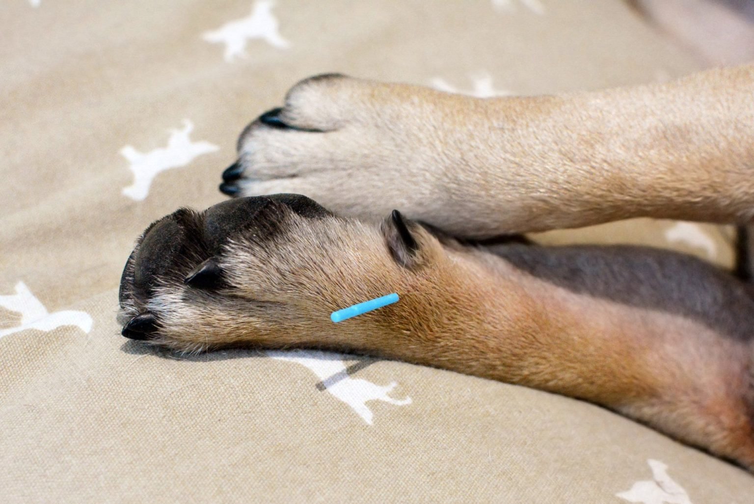 Busting Common Myths Related to Pet Acupuncture: What To Know - Bio