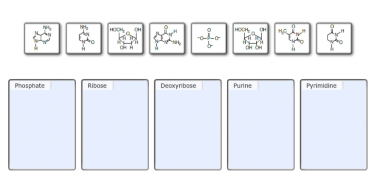 Sort these Nucleotide Building Blocks alphabetically or by name.