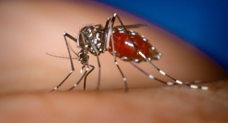 What to know about Dengue fever
